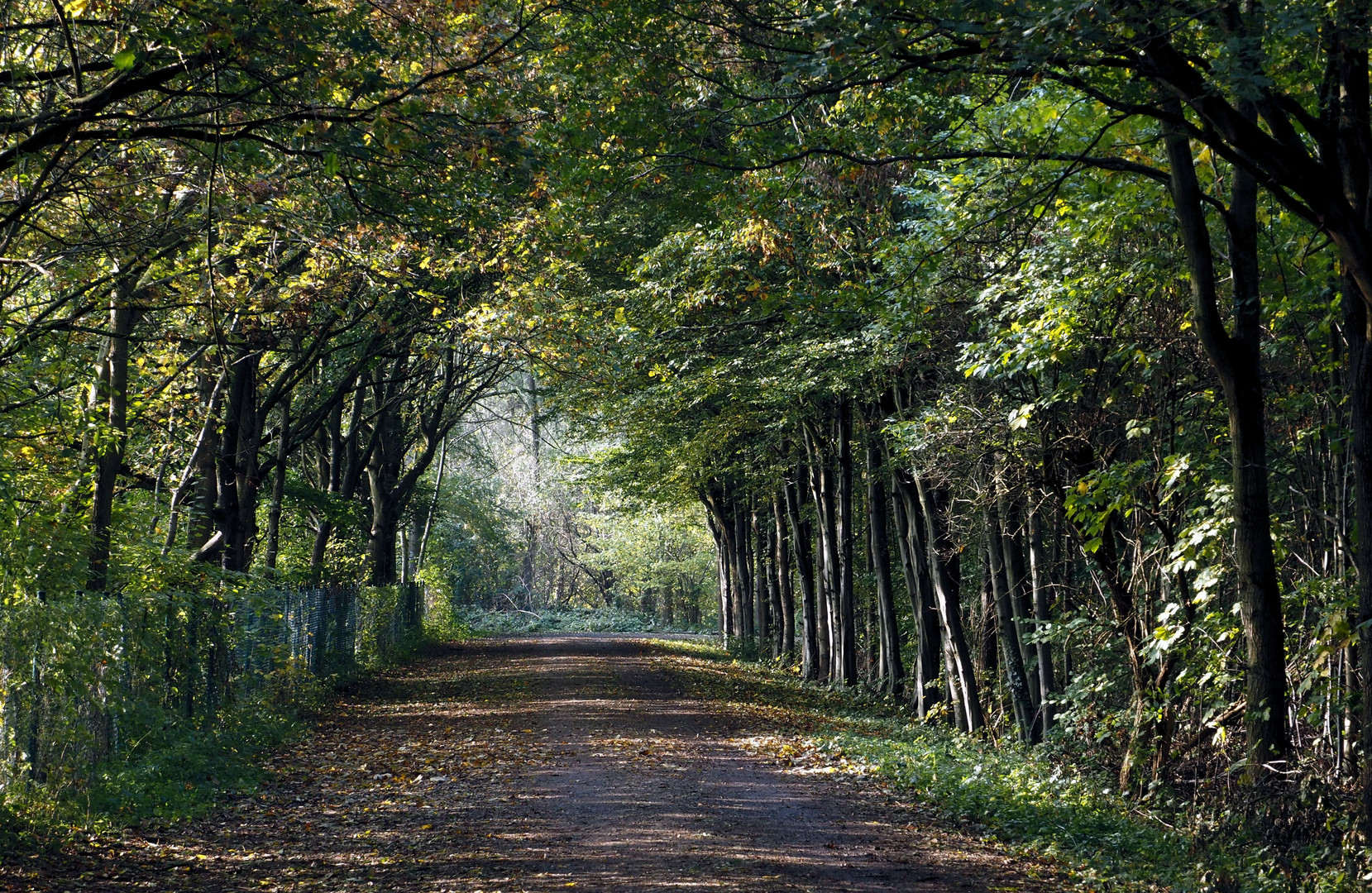 So schön ist es im Wald....