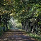 So schön ist es im Wald....