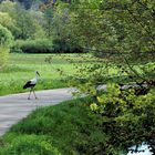 So schön ist es in Regenstauf, da trifft man sogar den Storch beim Spaziergang