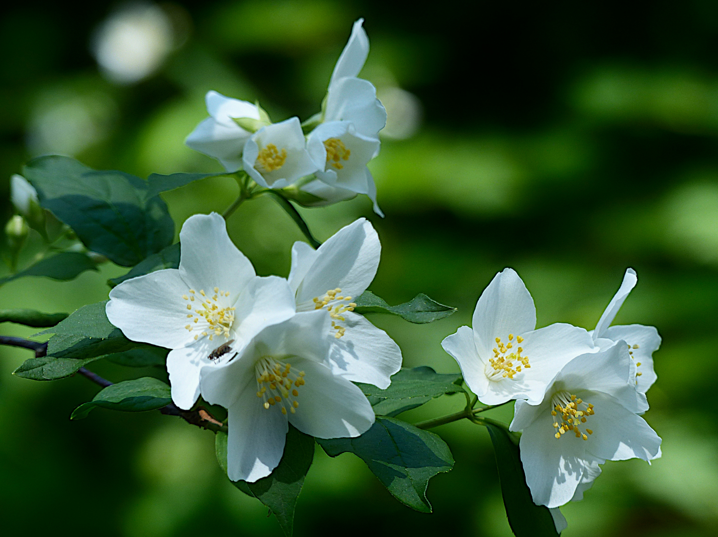 So schön ist Jasmin