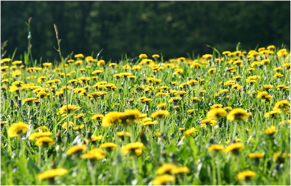 So schön ists im Odenwald...