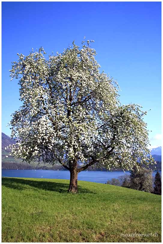 So schön kan der Frühling sein