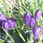 So schön kann der Frühling im Garten sein