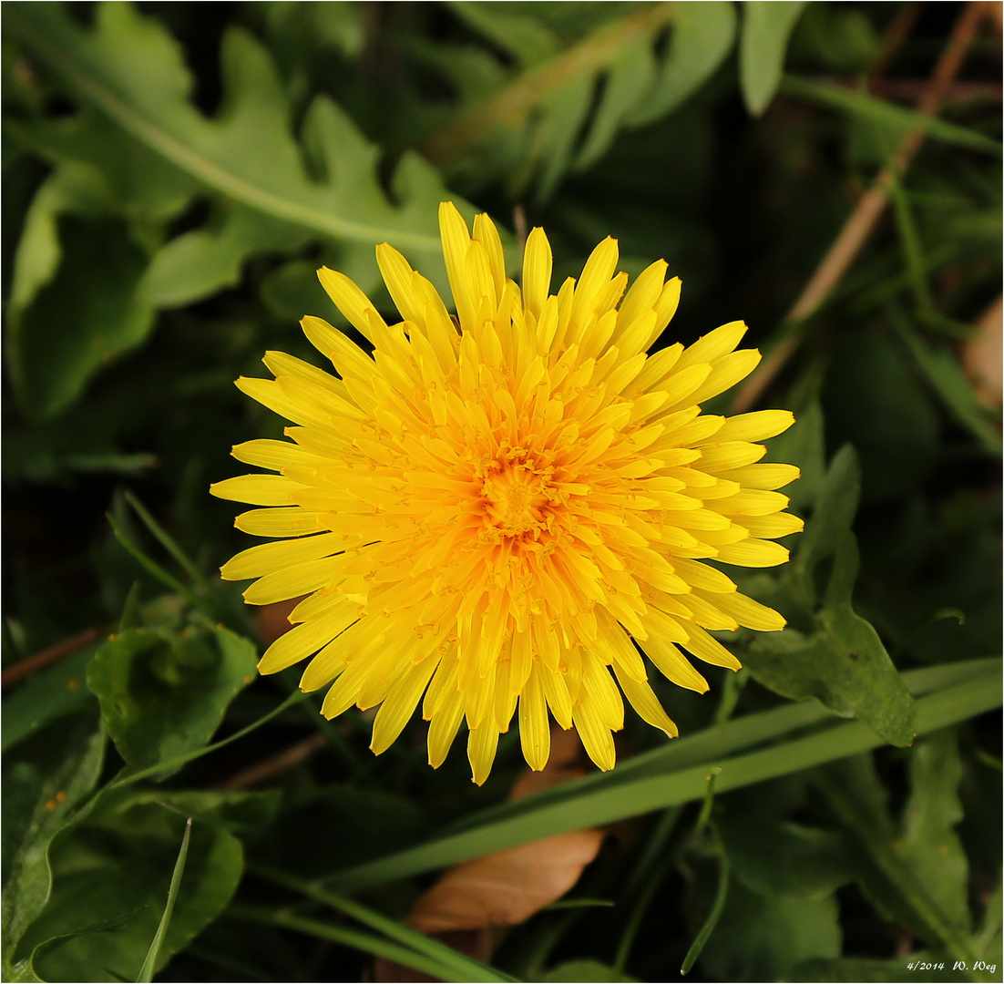 so schön kann der Frühling sein