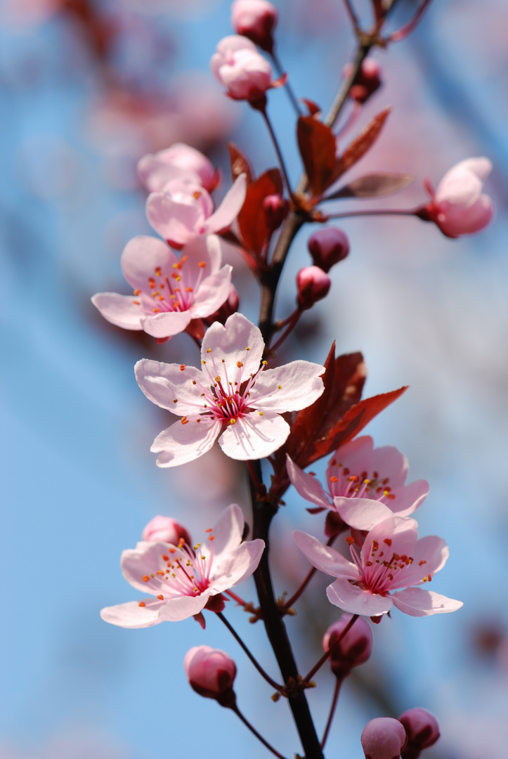 So schön kann der Frühling sein Foto & Bild | pflanzen, pilze ..., حجم الصورة 723x1080