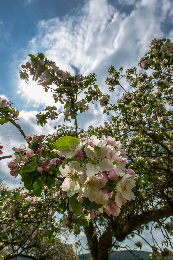 So schön kann der Frühling sein