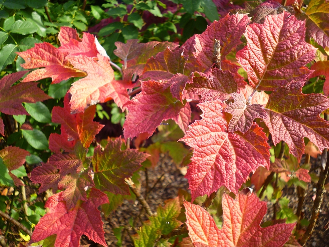 So schön kann der Herbst sein