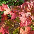 So schön kann der Herbst sein