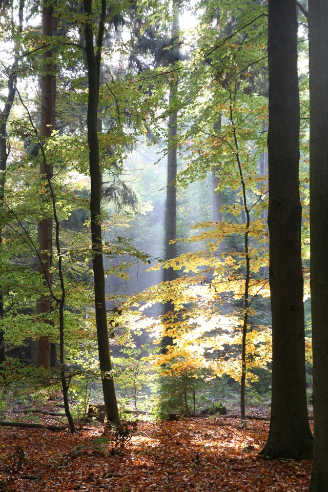 So schön kann der Herbst sein 