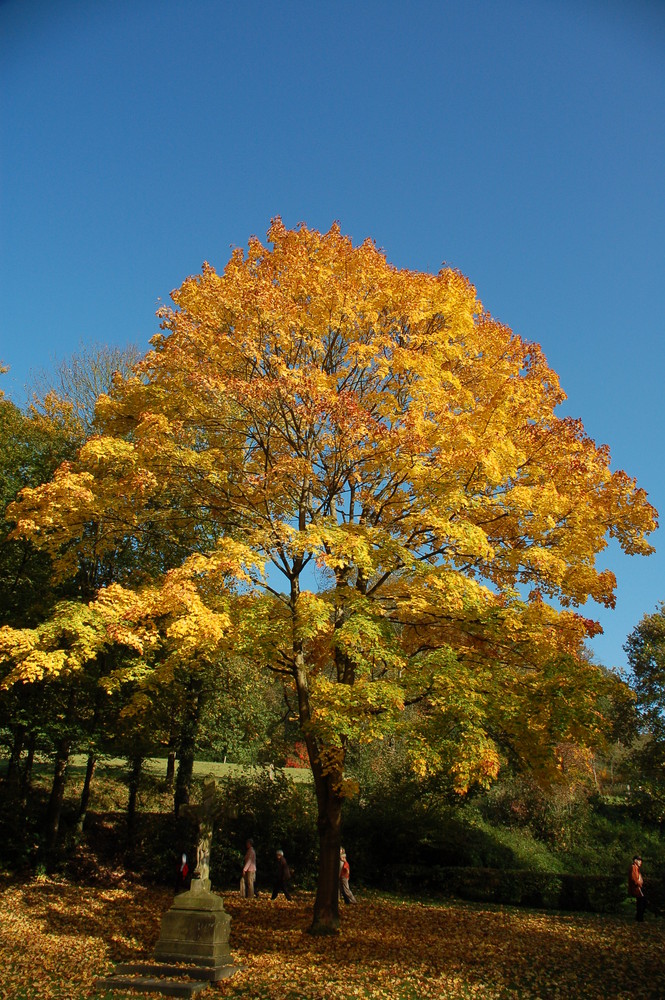 So schön kann der Herbst sein.