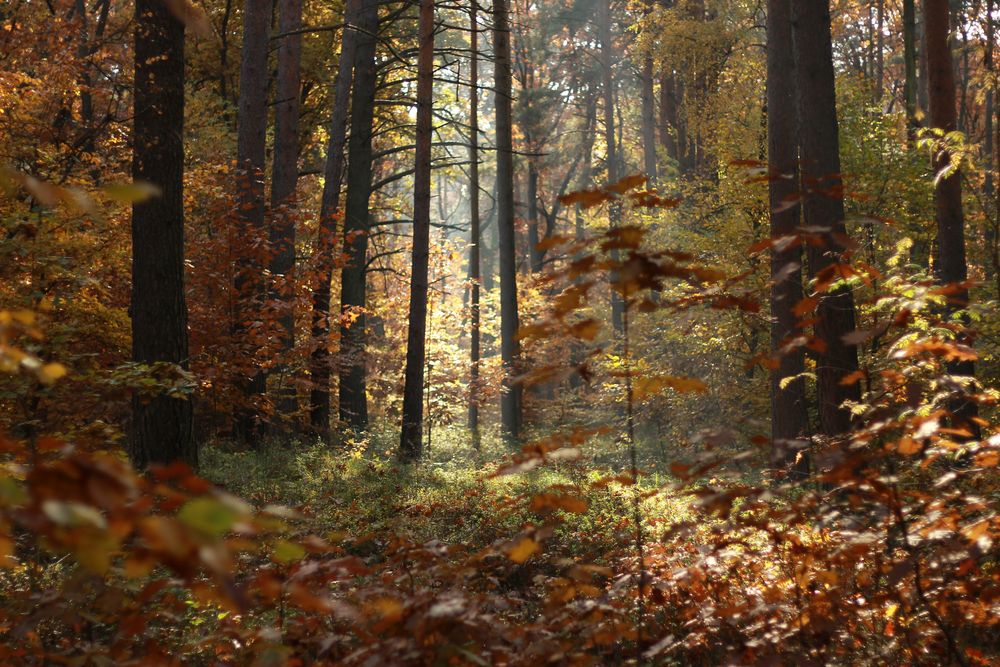 So schön kann der Herbst sein.