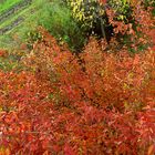 So schön kann der Herbst sein