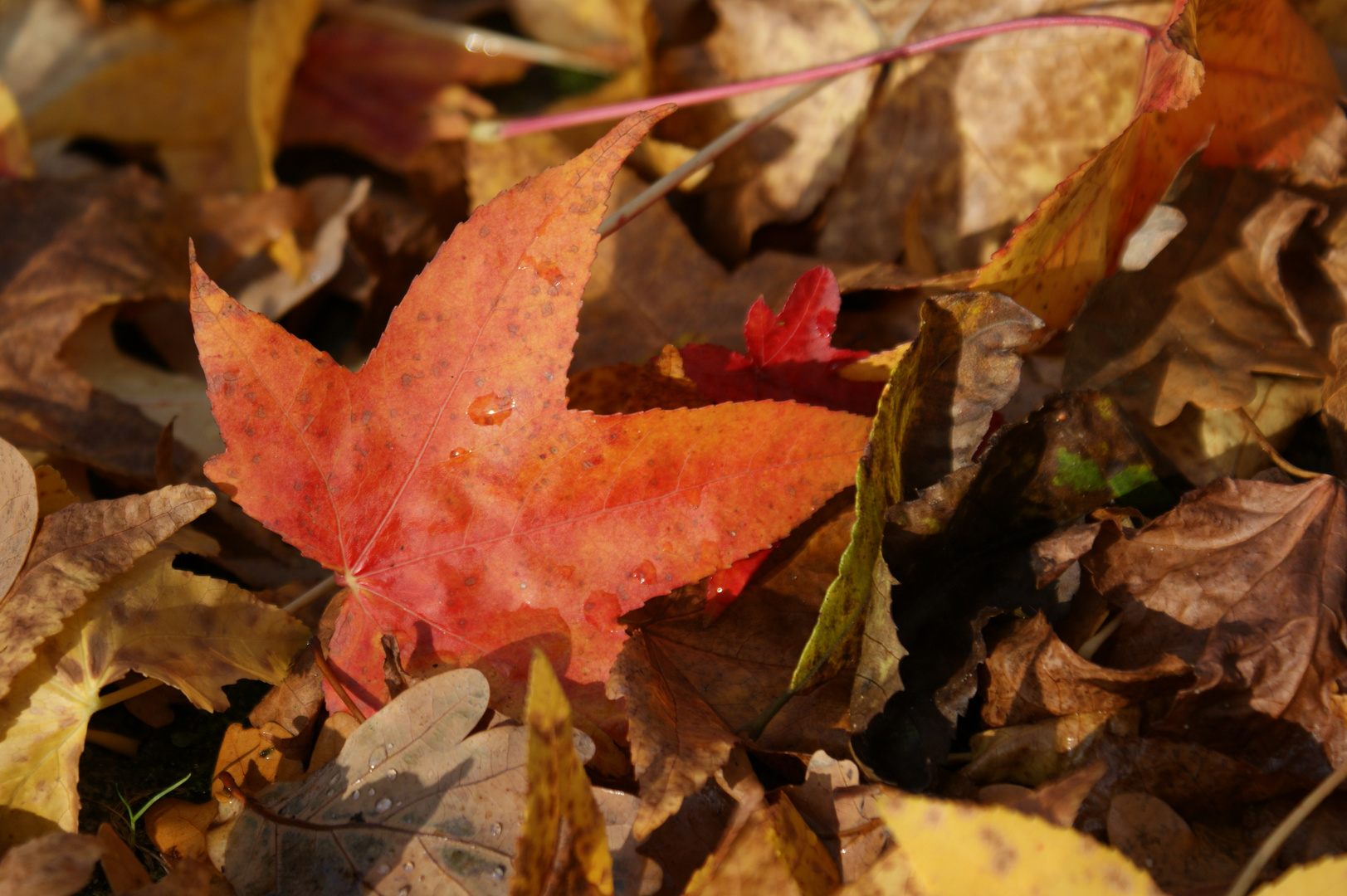 so schön kann der Herbst sein