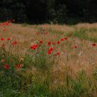 So schön kann der Sommer sein