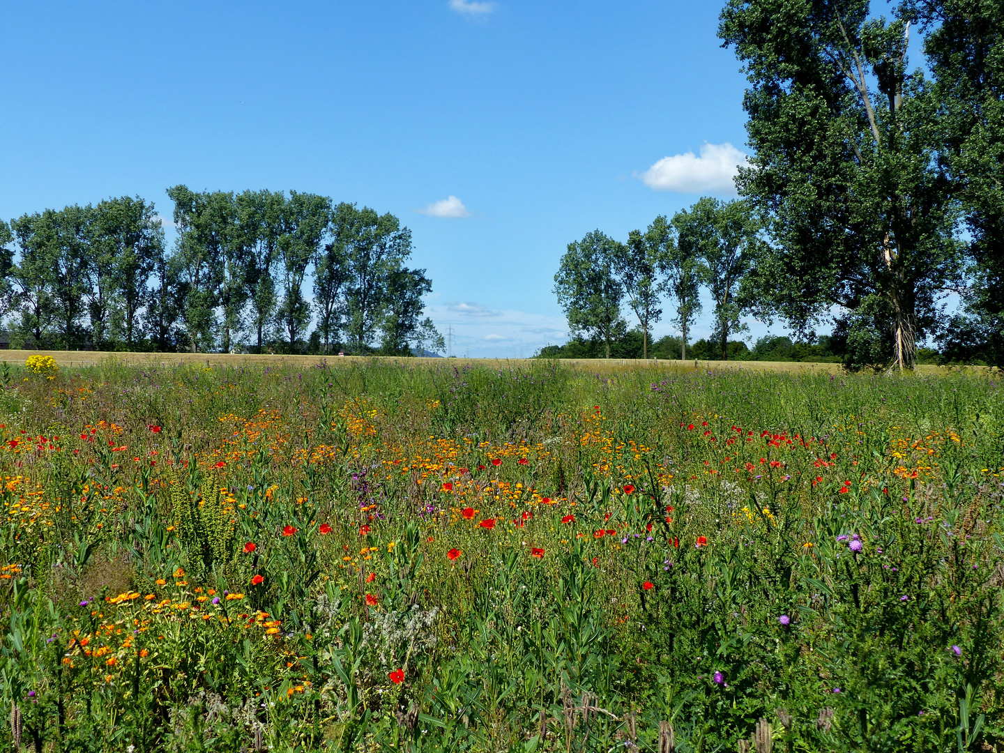 So schön kann der Sommer sein 