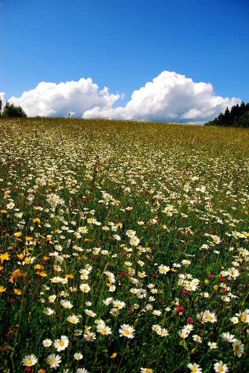 so schön kann der Sommer sein