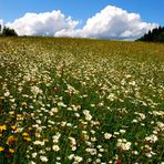 so schön kann der Sommer sein