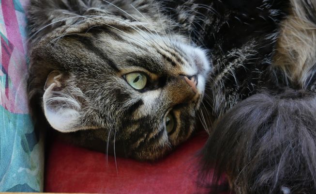 So schön kann ein Katzenleben sein...