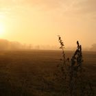 So schön kann ein Morgenspaziergang sein