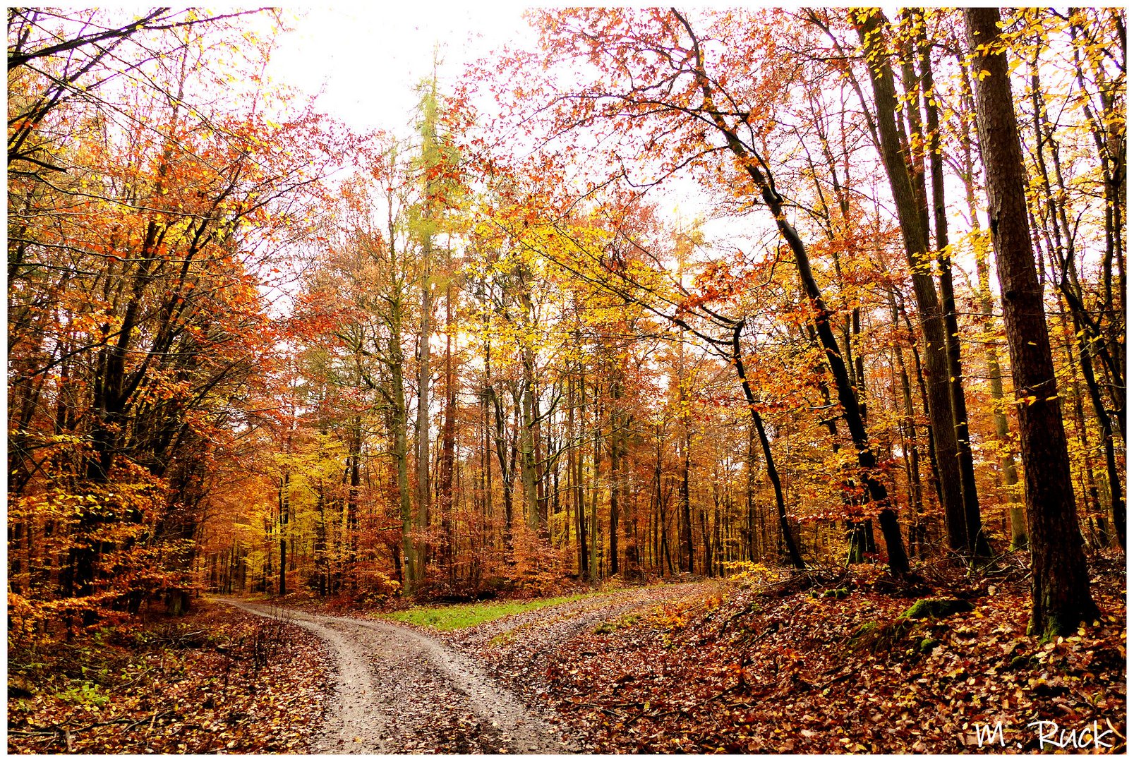 So schön kann ein Waldspaziergang im Herbst sein !