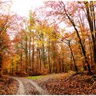 So schön kann ein Waldspaziergang im Herbst sein !