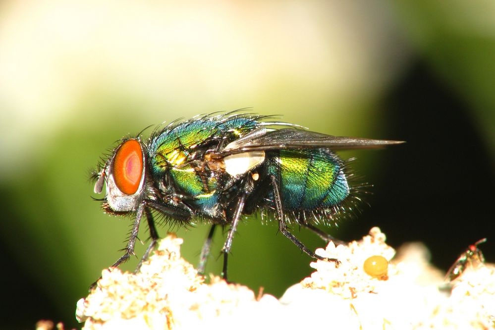 So schön kann eine Fliege sein