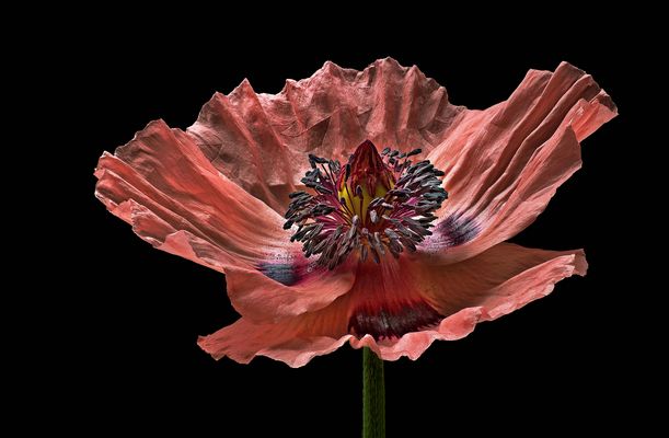 So schön kann eine Mohnblüte sein - ( Stacking Bild ) 