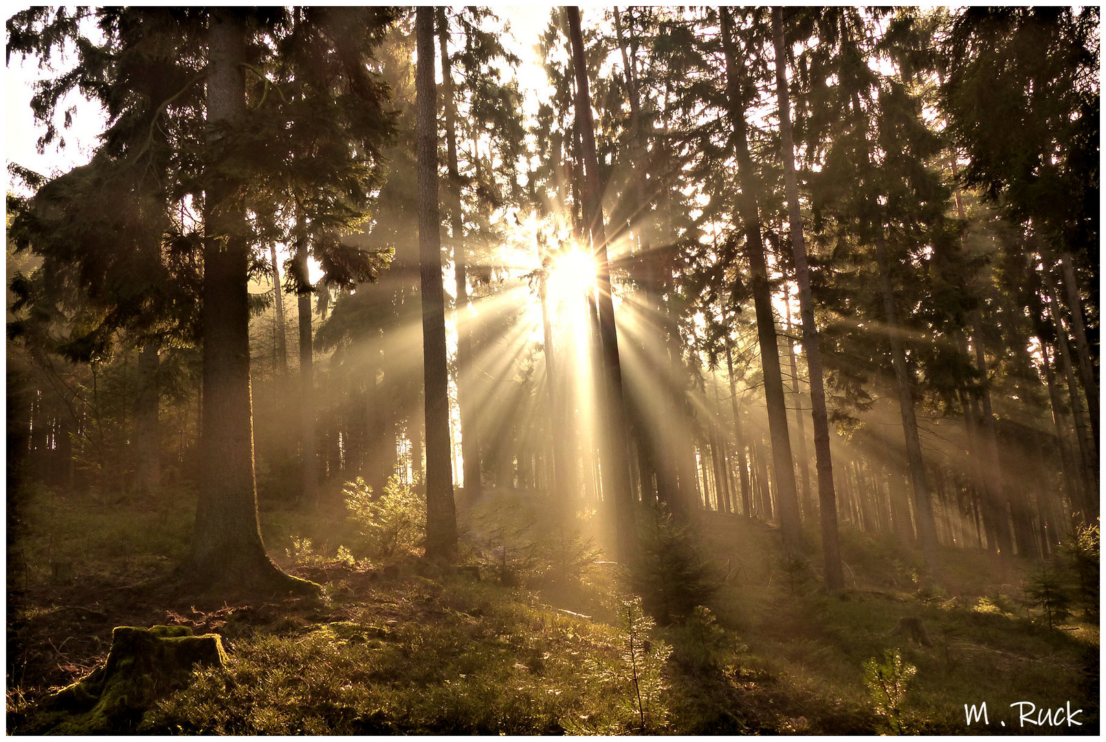 So schön kann es im herbstlichen Wald sein  