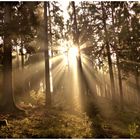 So schön kann es im herbstlichen Wald sein  