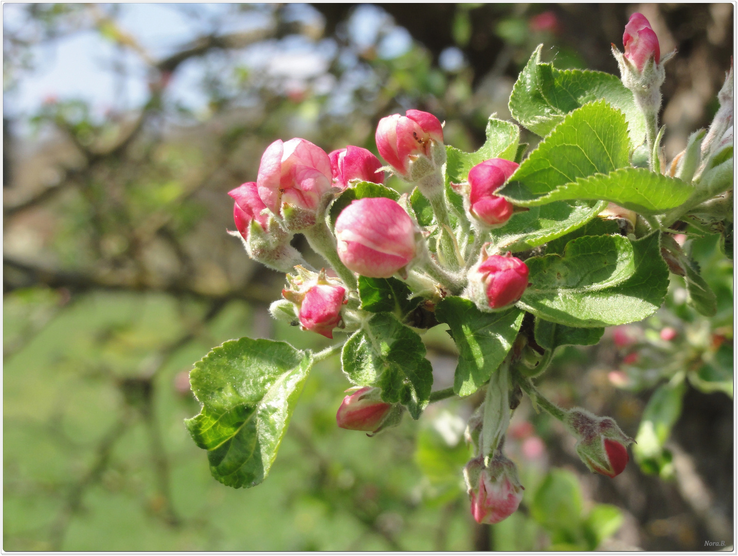 so schön kann Frühling sein...