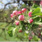 so schön kann Frühling sein...