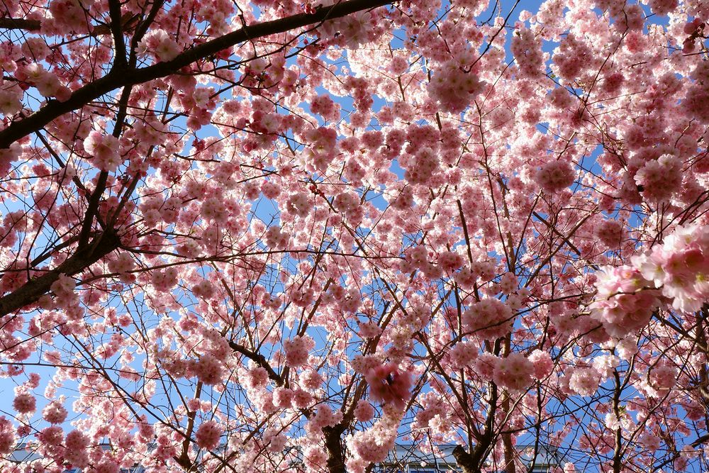 so schön kann Frühling sein