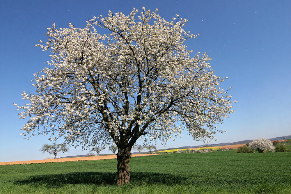 So schön kann Frühling sein