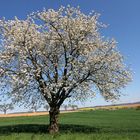 So schön kann Frühling sein