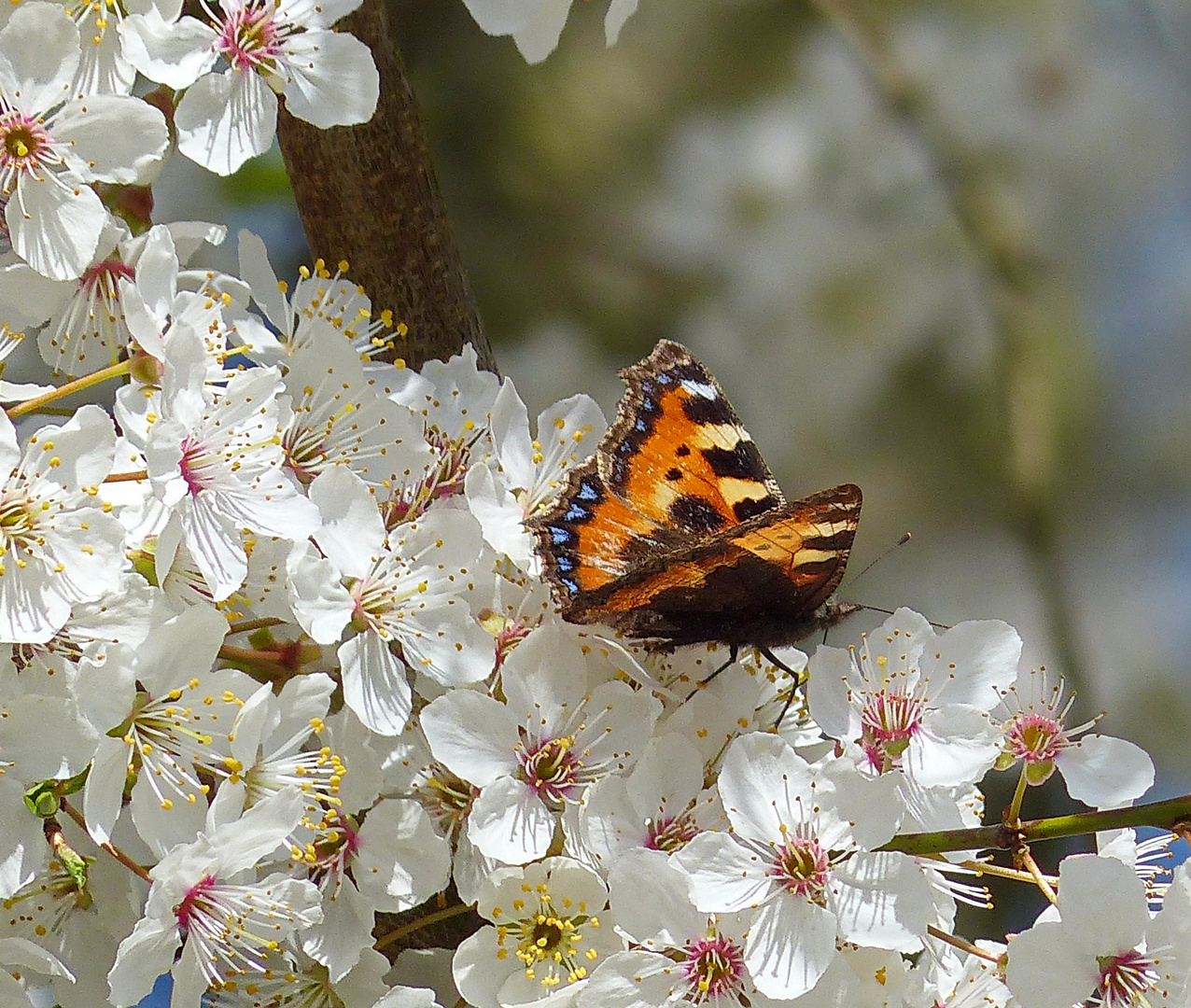 So schön kann Frühling sein 