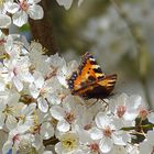 So schön kann Frühling sein 