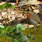 So schön kann Frühling sein das Rotkehlchen hat einen schönen Platz gefunden