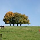 So schön kann Herbst sein ..........geht doch