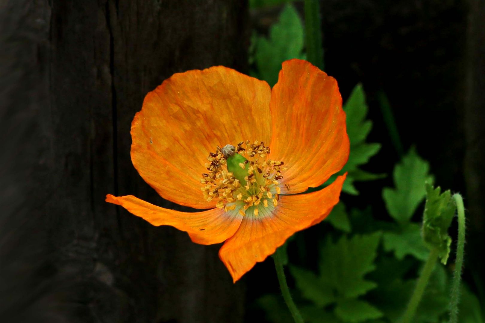 so schön kann Mohn leuchten (a)