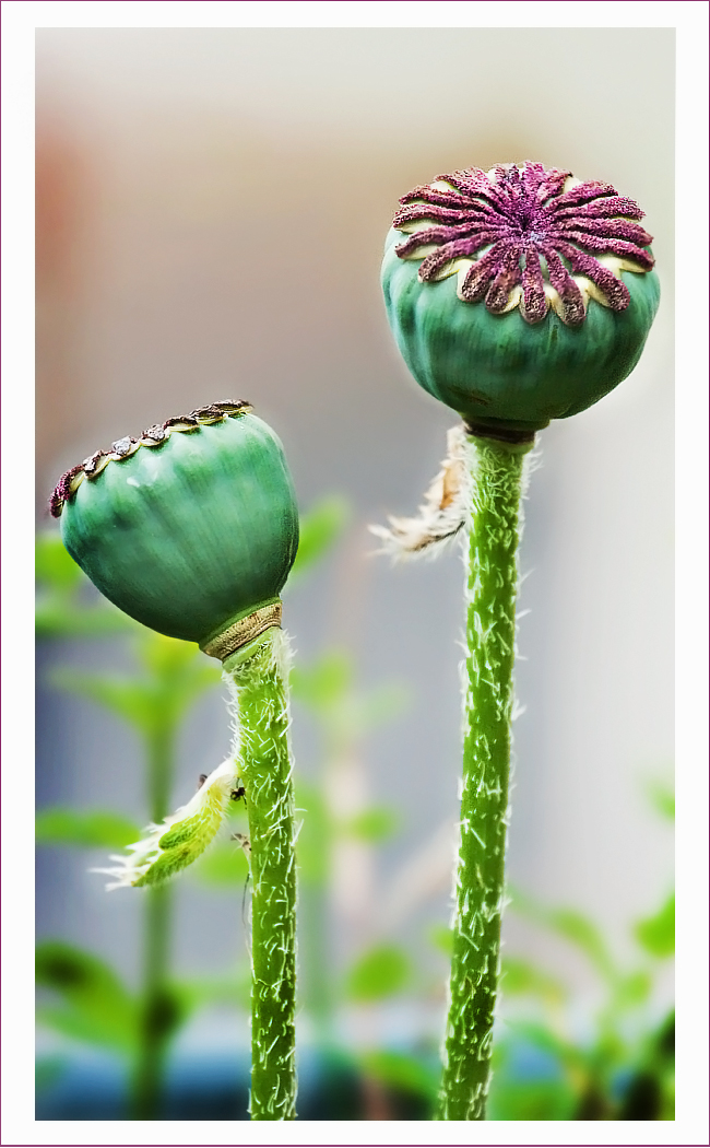 So schön kann Mohn sein