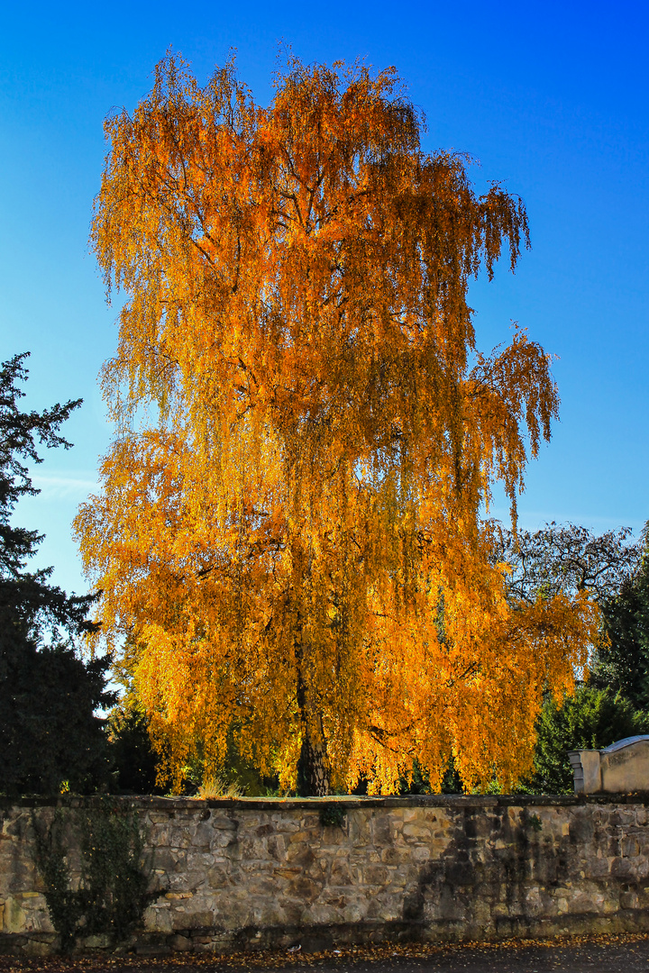 so schön kann nur der Herbst