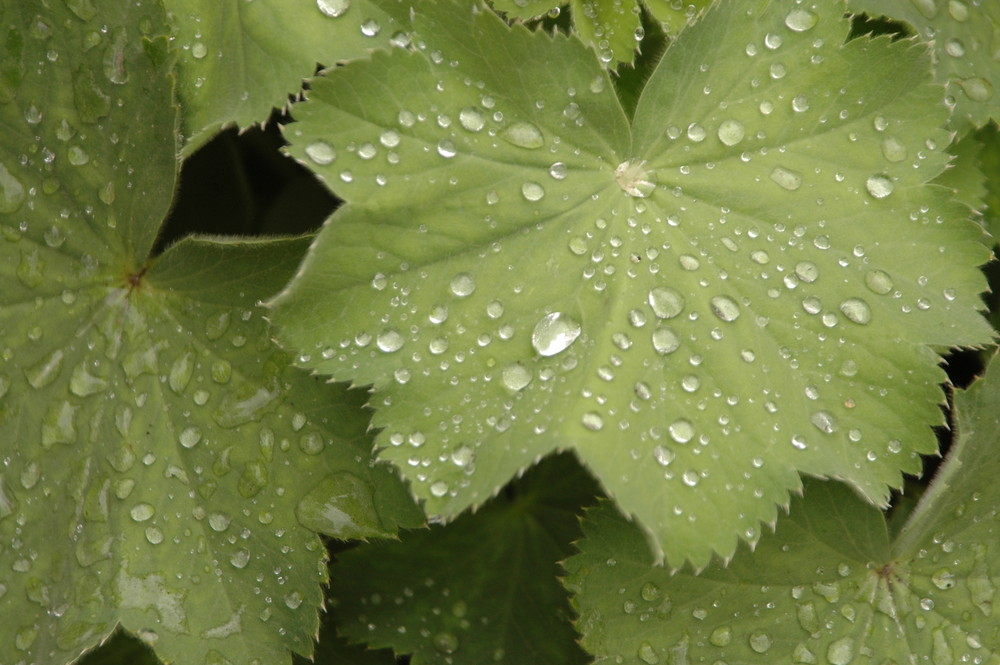 So schön kann regen sein...