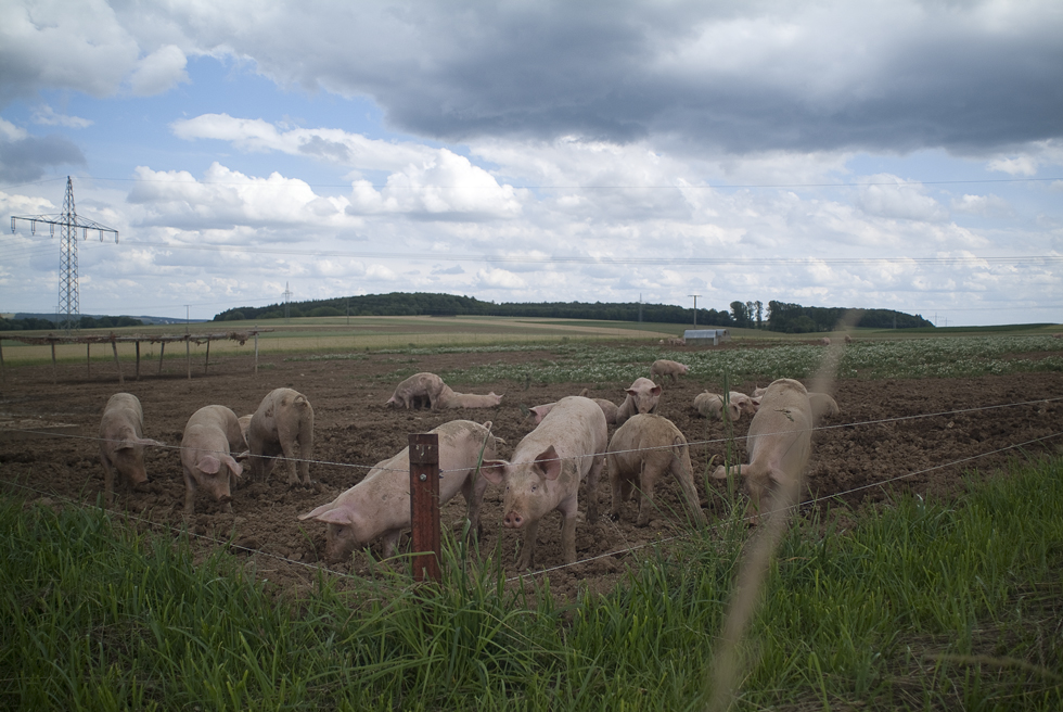 so schön kann schweinsein sein