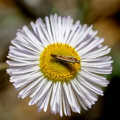 sonstige Insekten