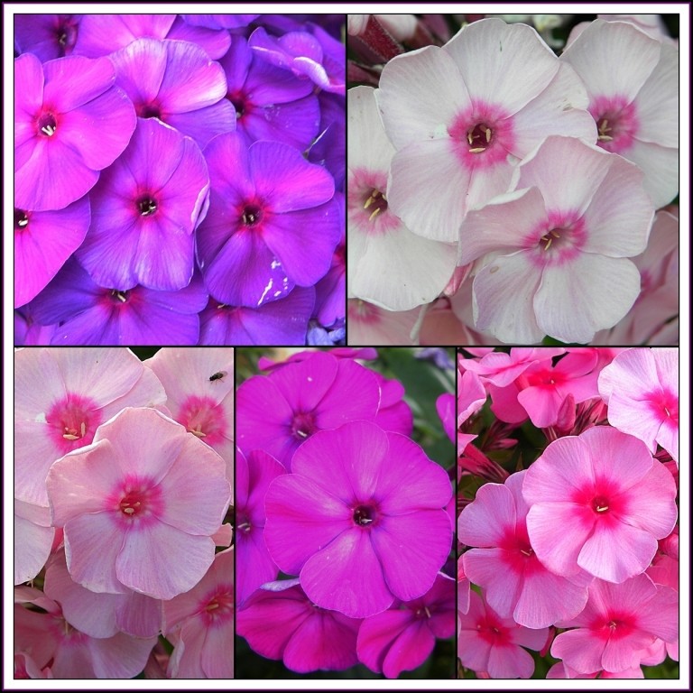 So schön (kitschig?) kann Phlox sein