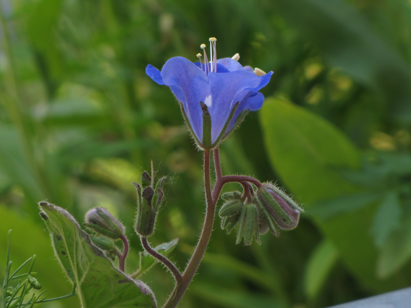 So schön können Balkonblumen sein