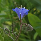 So schön können Balkonblumen sein