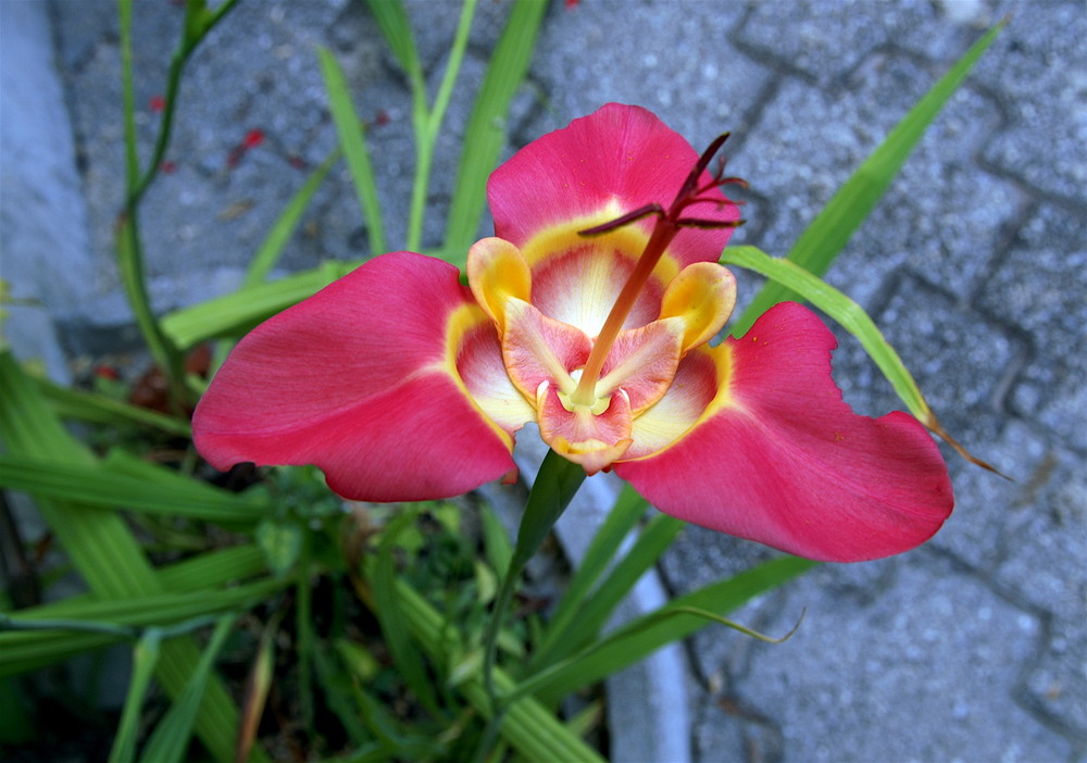 so schön können Blumen sein