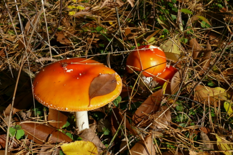 So schön können giftige Pilze sein