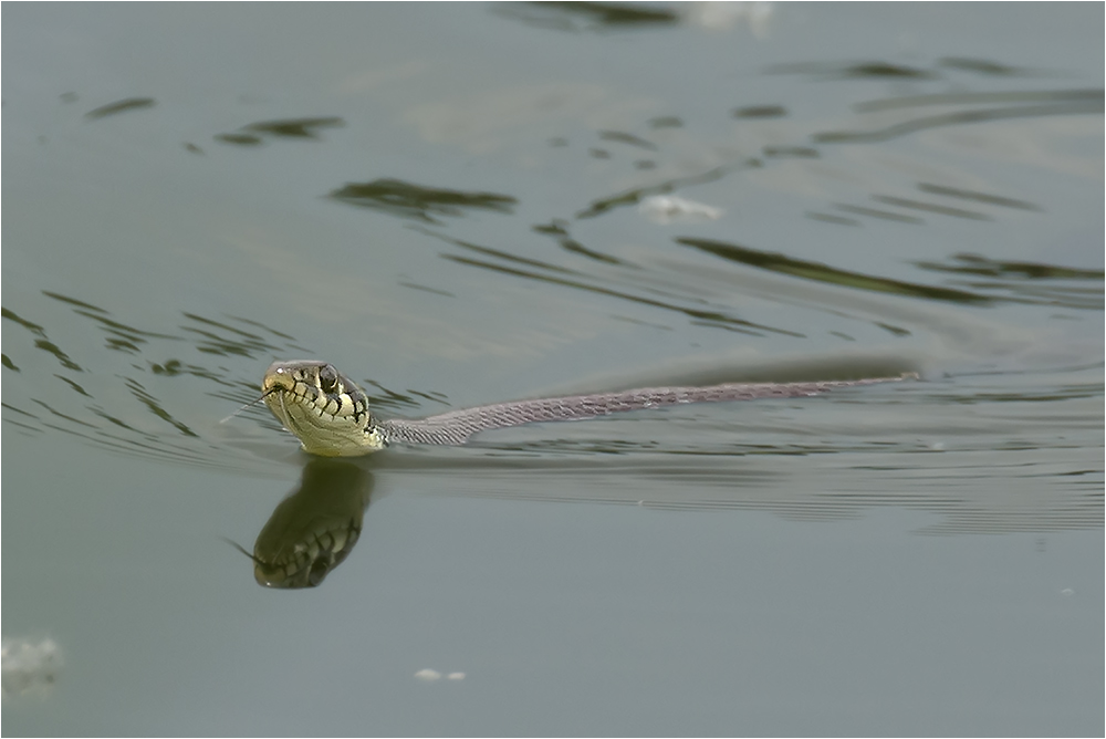 So schön können Schlangen schwimmen.